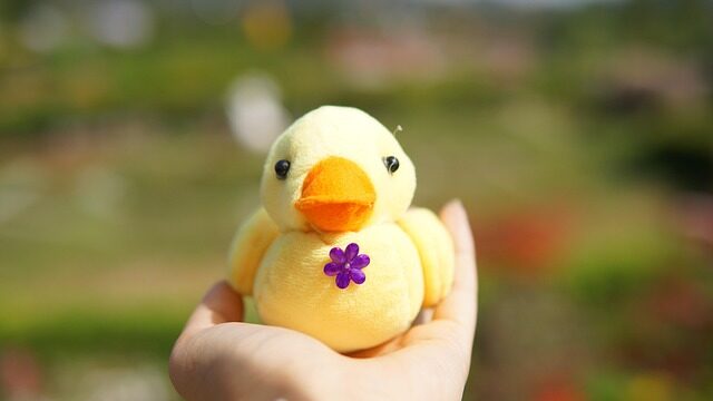 a cute duck