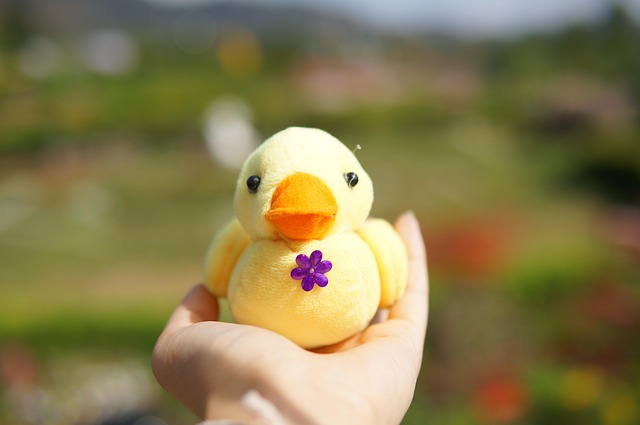 a cute duck