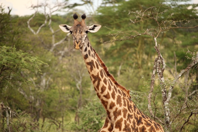 giraff